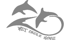 Dolphin logo in grey