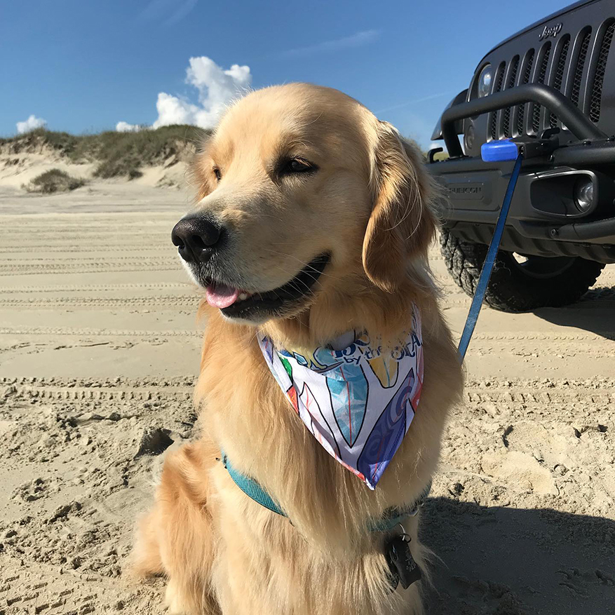 Can You Use Rubbing Alcohol On A Dog