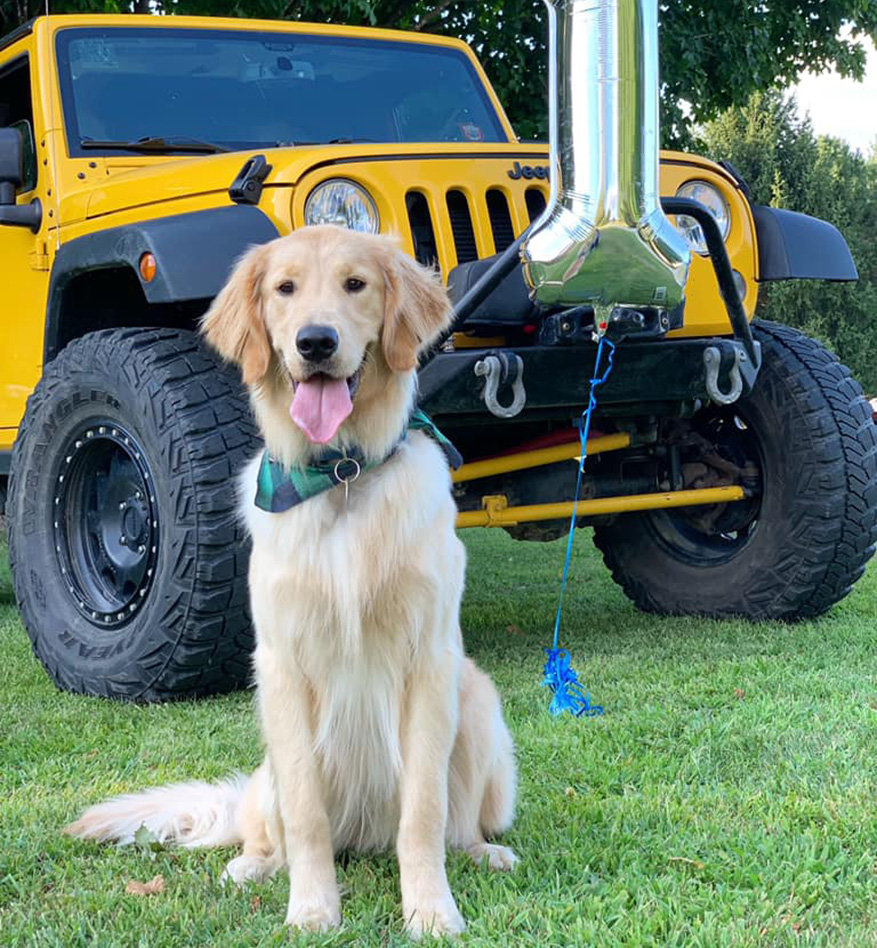 Jeep Wrangler Named One Of Ten Best Vehicles For Dog Lovers | Quadratec